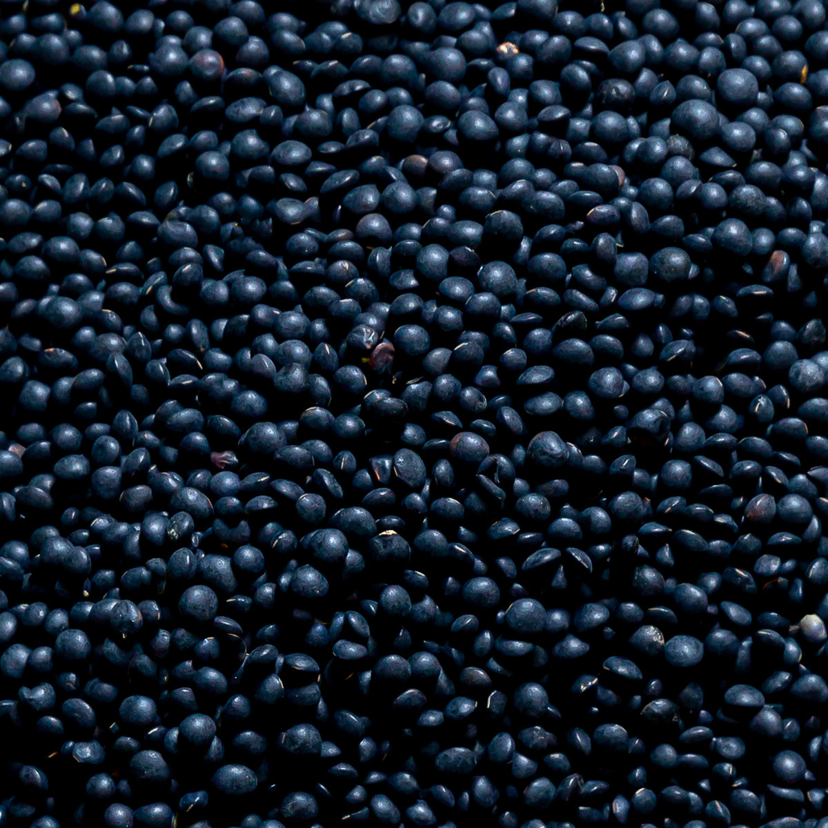 Lentille noire beluga de Beauce - 1kg